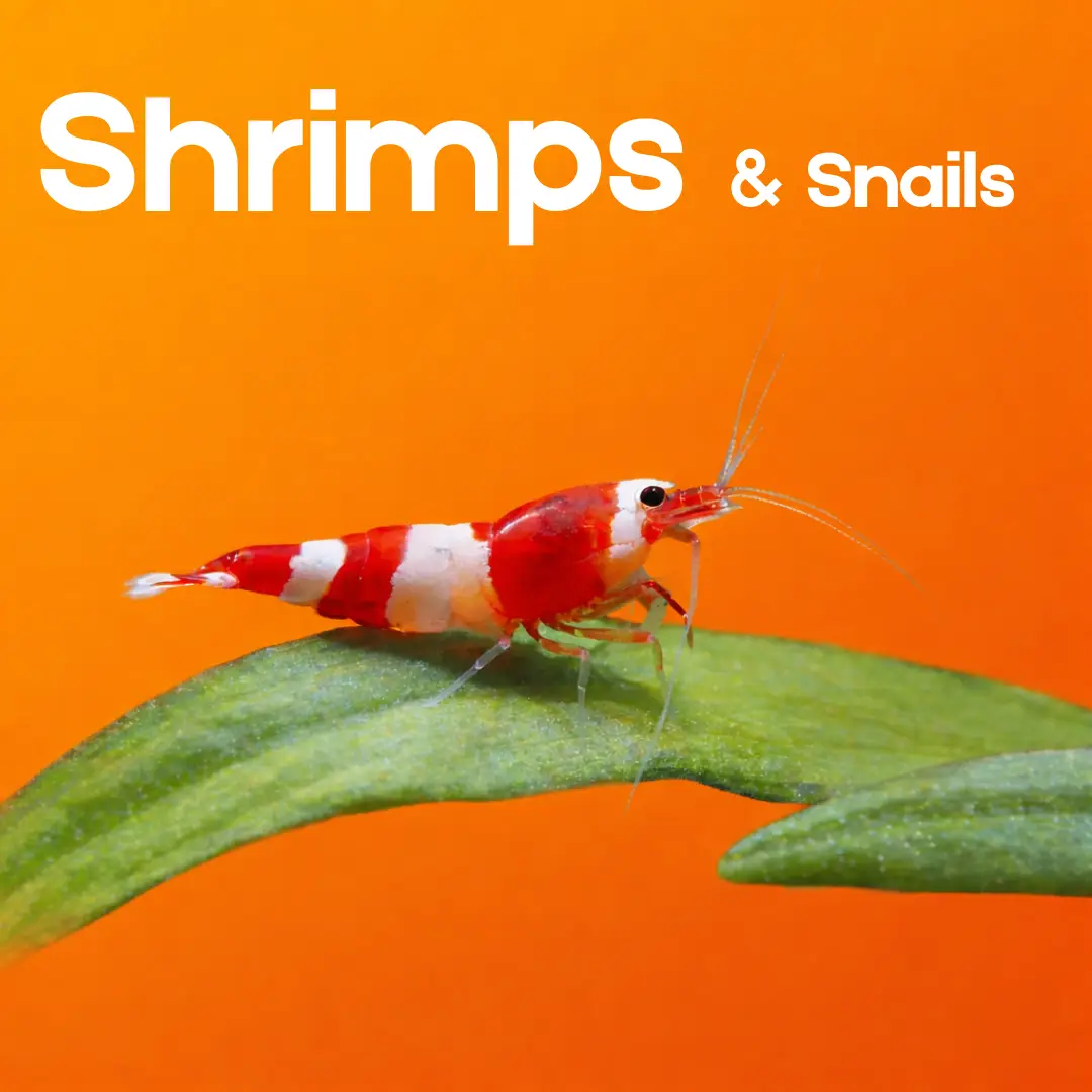 Shrimps & Snails category image